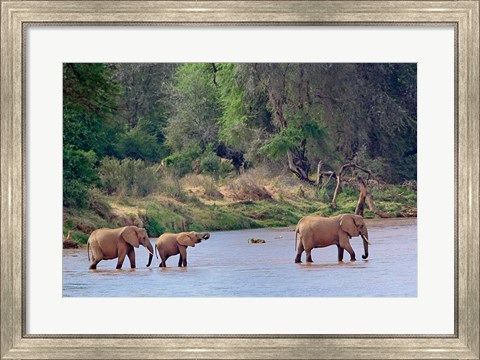 Framed African Elephant crossing, Samburu Game Reserve, Kenya Print