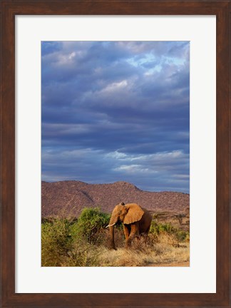 Framed African Elephant, Samburu Game Reserve, Kenya Print