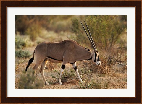 Framed Beisa Oryx wildlife, Samburu National Reserve, Kenya Print