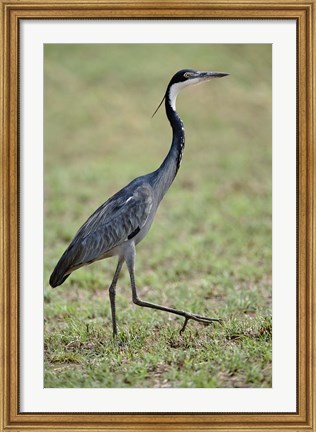 Framed Black-headed Heron, Serengeti National Park, Tanzania Print