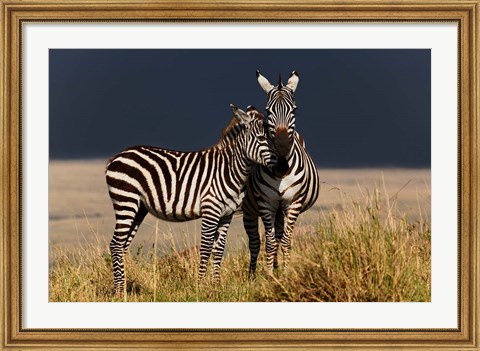 Framed Burchell&#39;s Zebra, Maasai Mara, Kenya Print