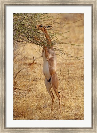 Framed Gerenuk antelope, Samburu Game Reserve, Kenya Print