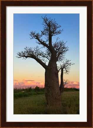 Framed Baobob Trees, Berenty National park, Toliara, Madagascar Print