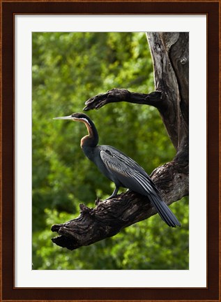 Framed African Darter perched Chobe NP, Kasane, Botswana, Africa Print