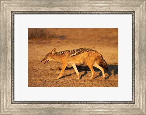 Framed Black-backed jackal, Canis mesomelas, Etosha NP, Namibia, Africa. Print