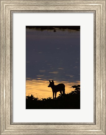 Framed Black-backed jackal, Okaukuejo waterhole, Etosha NP, Namibia, Africa. Print