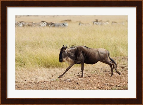 Framed Blue Wildebeest on the run in Maasai Mara Wildlife Reserve, Kenya. Print