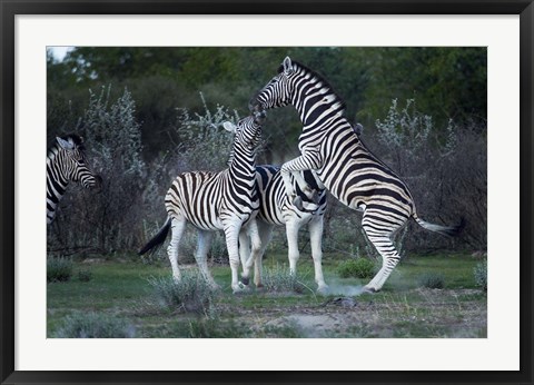 Framed Burchell&#39;s zebra fighting, Etosha National Park, Namibia Print