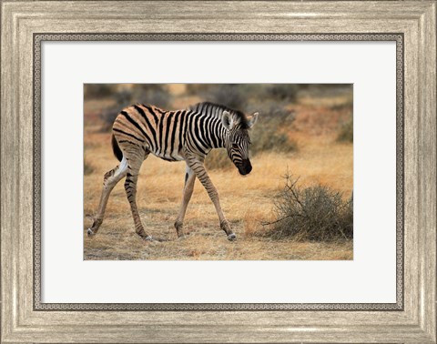 Framed Burchells zebra foal, burchellii, Etosha NP, Namibia, Africa. Print