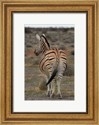 Framed Burchells zebra with mismatched stripes, Etosha NP, Namibia, Africa. Print