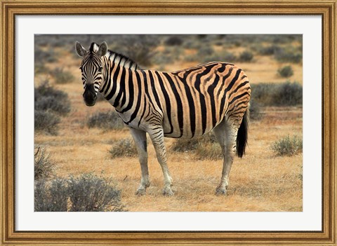 Framed Burchells zebra, burchellii, Etosha NP, Namibia, Africa. Print