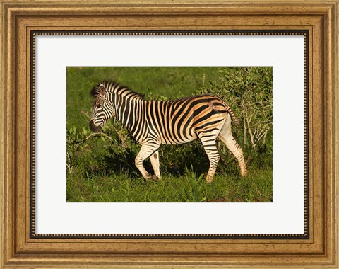 Framed Burchells zebra, burchellii, Kruger NP, South Africa Print