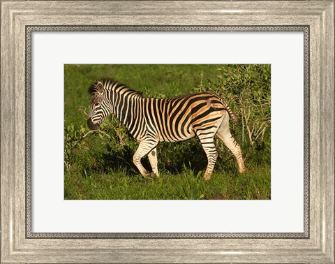 Framed Burchells zebra, burchellii, Kruger NP, South Africa Print