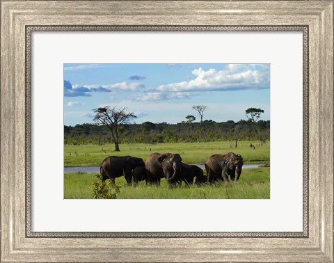 Framed Elephant, Zimbabwe Print