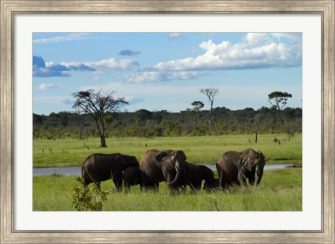 Framed Elephant, Zimbabwe Print