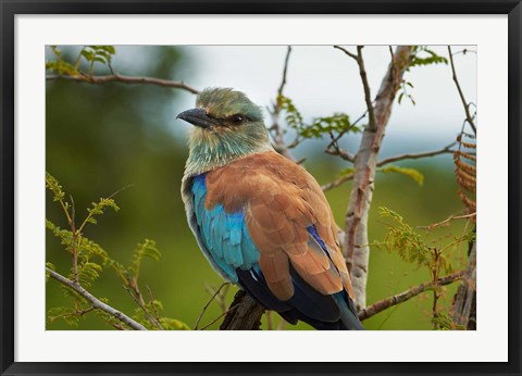 Framed European Roller, Kruger National Park, South Africa Print