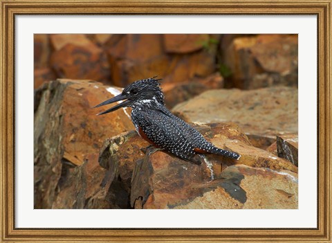 Framed Giant Kingfisher, Megaceryle maxima, Kruger NP, South Africa Print