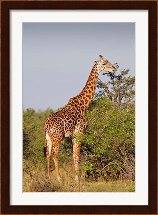 Framed Giraffe, Giraffa camelopardalis, Maasai Mara wildlife Reserve, Kenya. Print