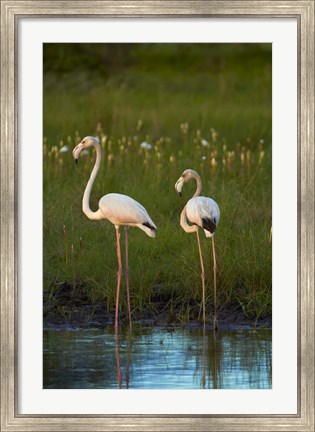 Framed Greater Flamingoes, Nyae Nyae Conservancy, near Tsumkwe, Namibia Print