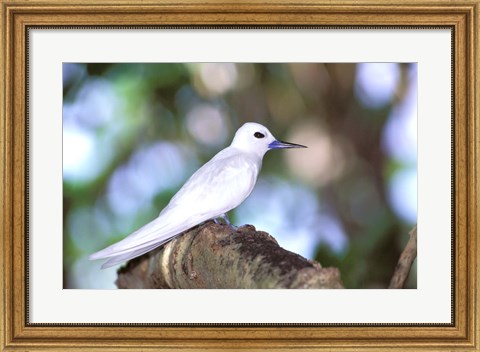 Framed Fairy Tern, Aride Island, Seychelles, Africa Print