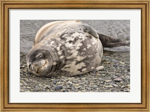 Framed Antarctica, King George Island, Weddell seal Print