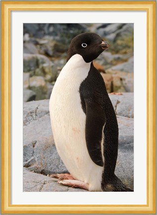 Framed Antarctica, Petermann Island. Adelie penguin Print