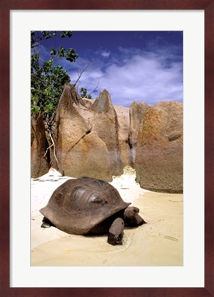 Framed Aldabran Giant Tortoise, Curieuse Island, Seychelles, Africa Print