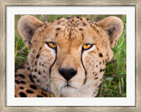 Framed Cheetah, Serengeti National Park, Tanzania Print