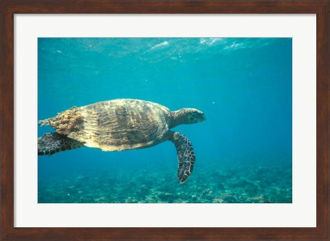 Framed Hawksbill Turtle, Mayotte Island, Comoros, Africa Print