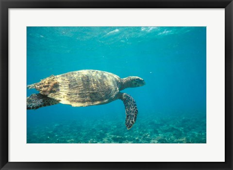 Framed Hawksbill Turtle, Mayotte Island, Comoros, Africa Print