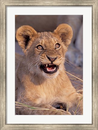 Framed Close-Up of Lion, Okavango Delta, Botswana Print