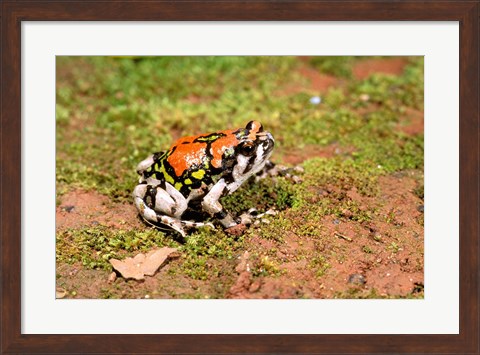 Framed Africa, Madagascar, Isalo. Terrible frog Print