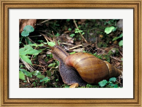 Framed Giant African Land Snail, Gombe National Park, Tanzania Print