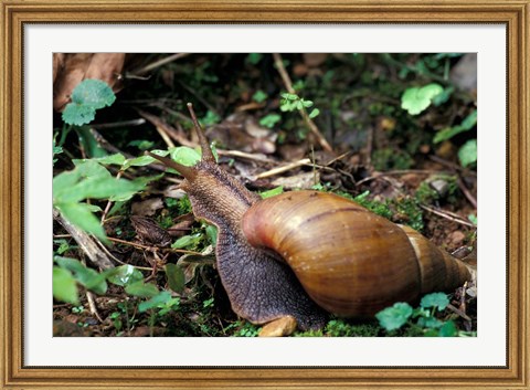 Framed Giant African Land Snail, Gombe National Park, Tanzania Print