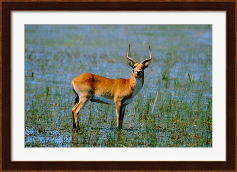 Framed Botswana, Okavango Delta, Red Lechwe wildlife Print