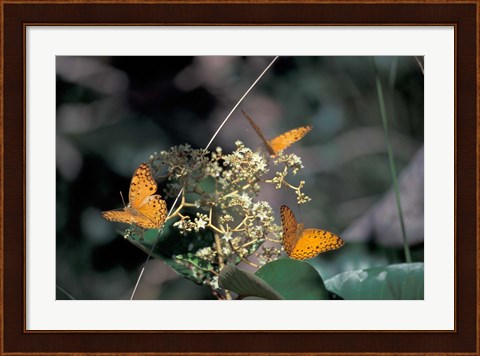 Framed Butterflies, Gombe National Park, Tanzania Print