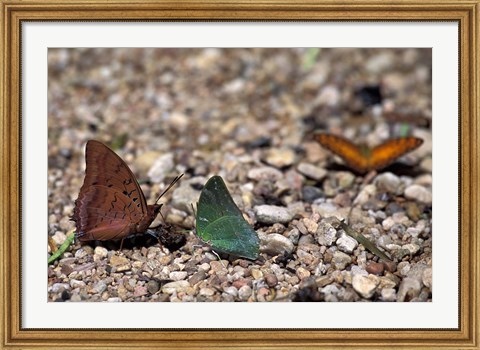 Framed Three Butterflies, Gombe National Park, Tanzania Print