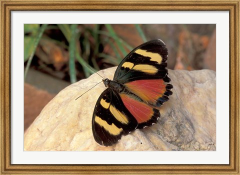 Framed Orange/Yellow Butterfly, Gombe National Park, Tanzania Print
