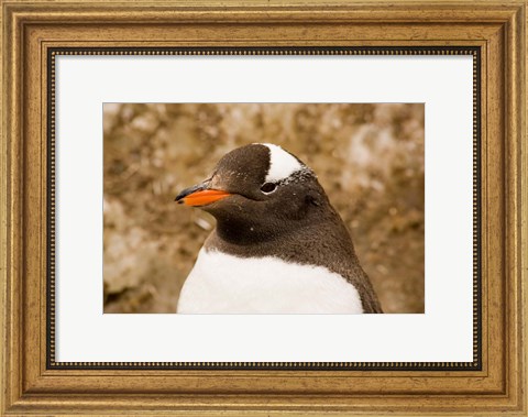 Framed Fledgling Gentoo Penguin, Antarctica Print