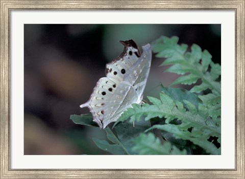 Framed White Butterfly, Gombe National Park, Tanzania Print