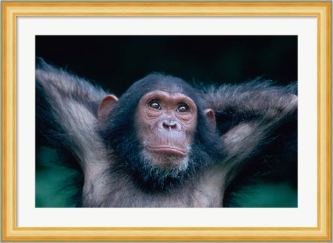 Framed Female Chimpanzee Stretching, Gombe National Park, Tanzania Print