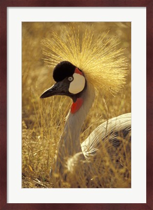 Framed African Crowned Crane, South Africa Print