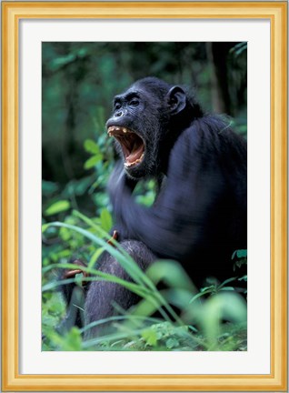 Framed Female Chimpanzee Yawning, Gombe National Park, Tanzania Print