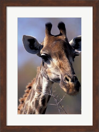 Framed Close-up of Giraffe Feeding, South Africa Print