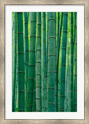 Framed Bamboo forest, Hangzhou, Zhejiang Province, China Print