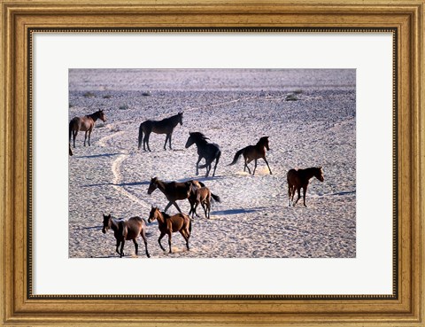 Framed Herd of Wild Horses, Namib Naukluft National Park, Namibia Print