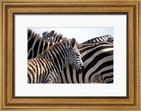 Framed Black and White Stripe Pattern of a Plains Zebra Colt, Kenya Print