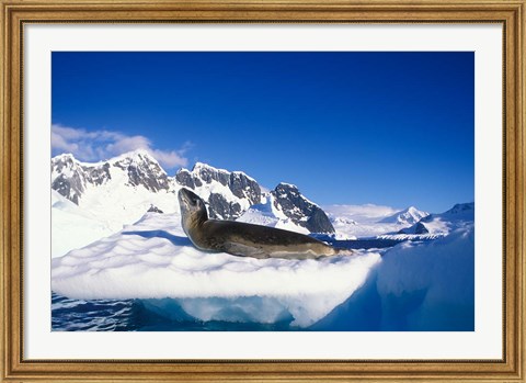 Framed Antarctica, Boothe Island, Leopard Seal, iceberg Print
