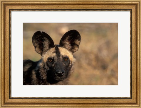 Framed Botswana, Chobe NP, African Wild Dog, Savuti Marsh Print