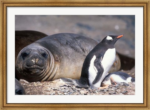 Framed Gentoo Penguin&#39;s Nest By Elephant Seals, Hannah Point, Livingston Island, Antarctica Print